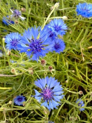 Bleuet (Centaurea cyanus) Graines