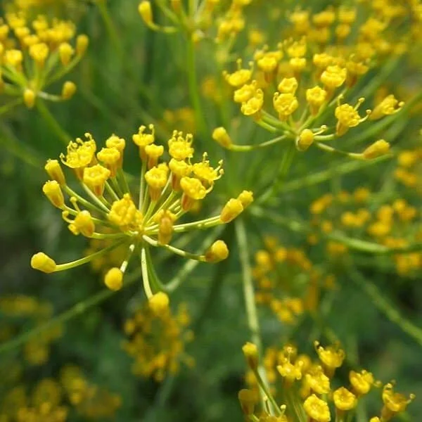 Aneth officinale (Anethum graveolens) Graines