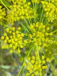 Aneth officinale (Anethum graveolens) Graines