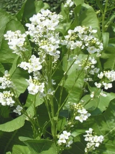 Raifort, Wasabi Alsacien (Armoracia rusticana) Plant