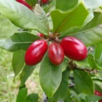Fruit Miracle (Synsepalum dulcificum) Plant
