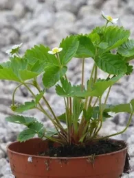 Fraise des bois 'Yellow Wonder' (blanche) Plant