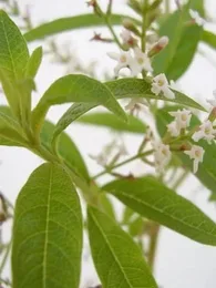 Verveine Citronnelle (Aloysia citrodora) Plant