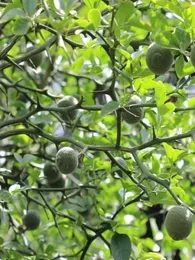 Citronnier Rustique du Nord (Poncirus trifoliata) Plant
