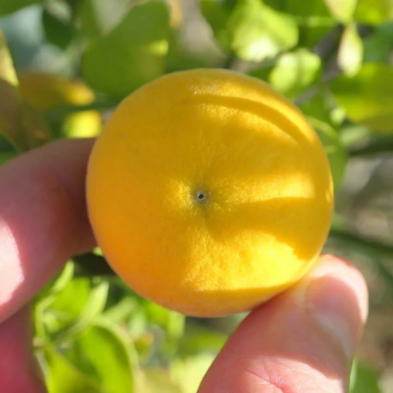 Citronnier Rustique du Nord (Poncirus trifoliata) Plant