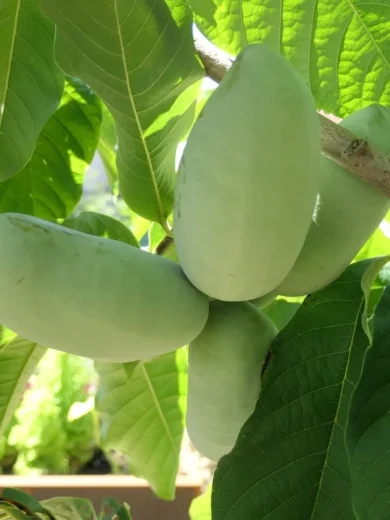Asiminier, Paw Paw (Asimina triloba) Plant
