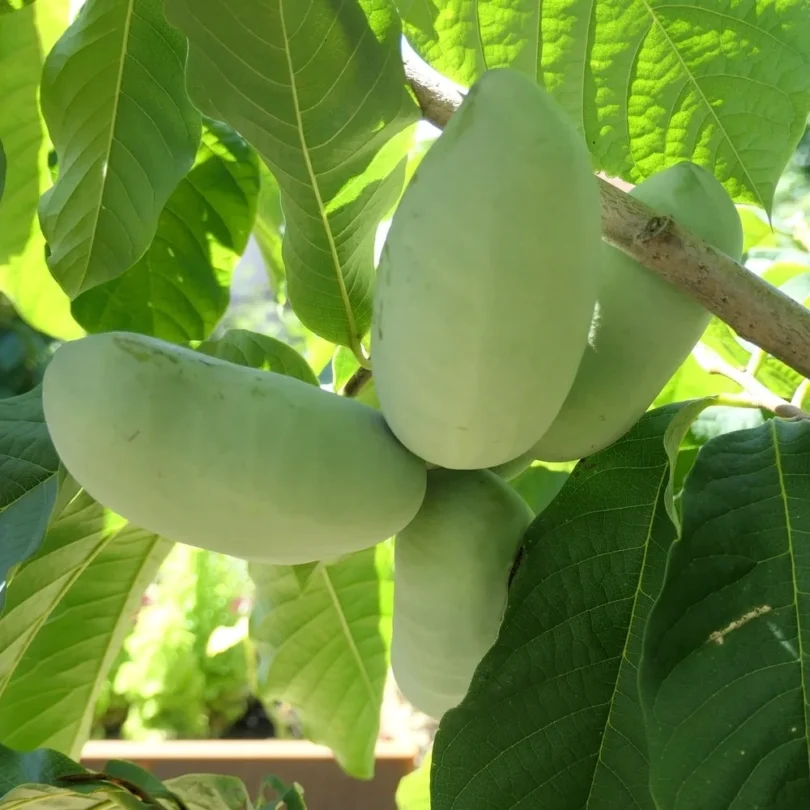 Asiminier, Paw Paw (Asimina triloba) Plant
