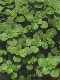 Plante anti-chat (Coleus canina) Plant