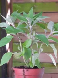 Sauge Ananas (Salvia rutilans) Plant
