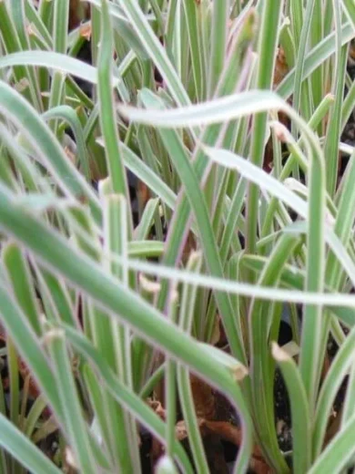Tulbaghia panaché (Tulbaghia violacea 'Variegata') Plant