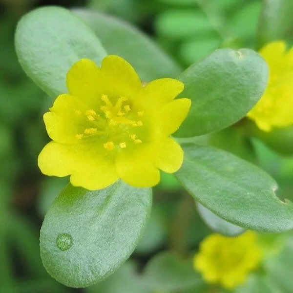 Pourpier maraîcher (Portulaca oleracea) Graines