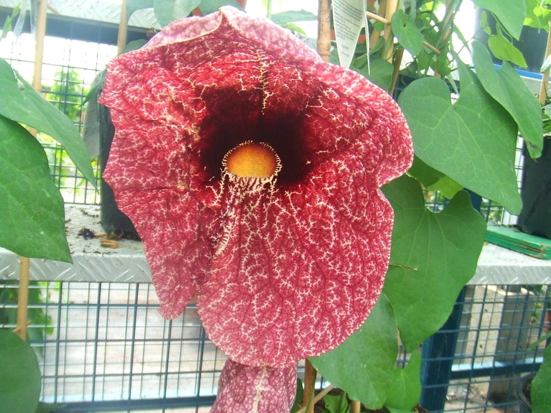Aristoloches - plantes exotiques et originales (1)