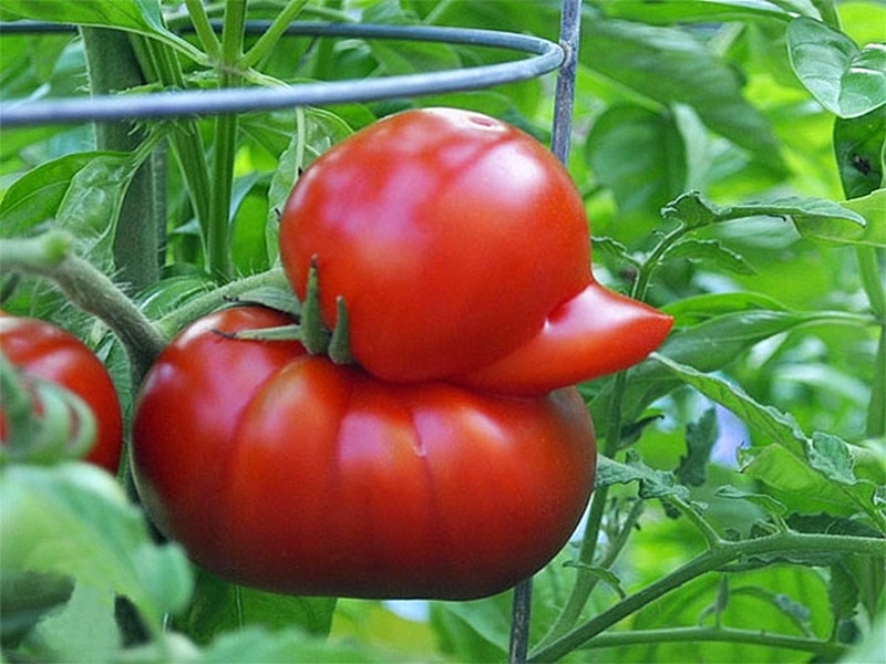 Tomate bizarre (1)