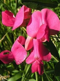 Châtaigne de terre (Lathyrus tuberosus) Graines