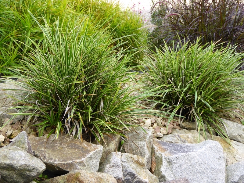 graminées au jardin (2)