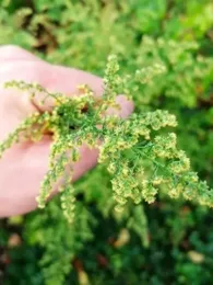 Armoise annuelle (Artemisia annua) Graines