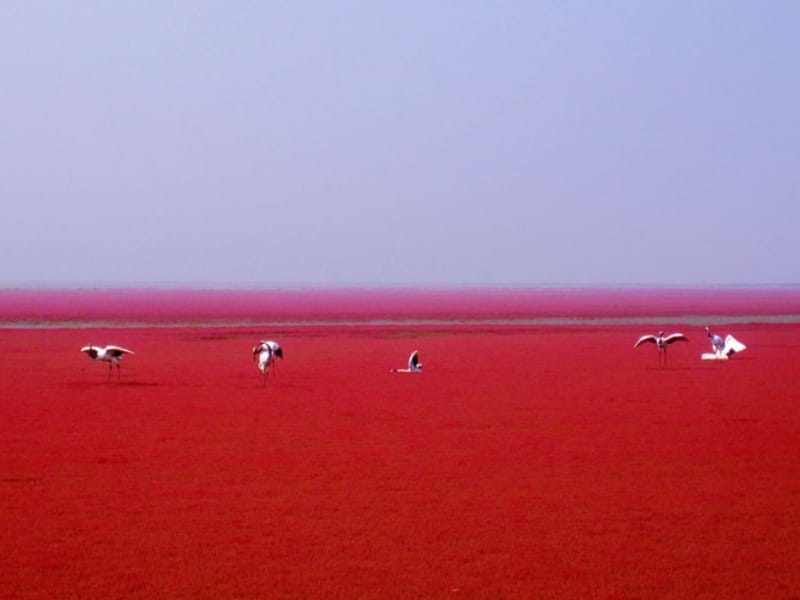 La plage rouge de Panjin
