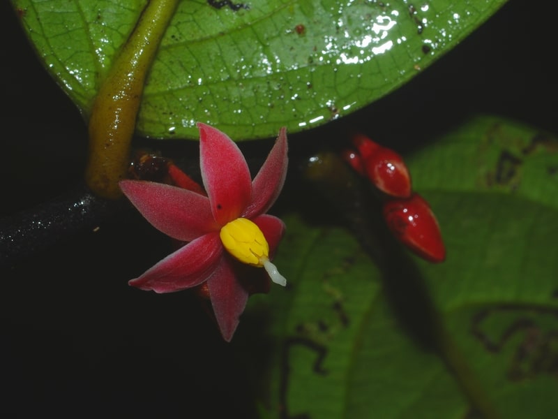 Sirdavidia solannona (2)