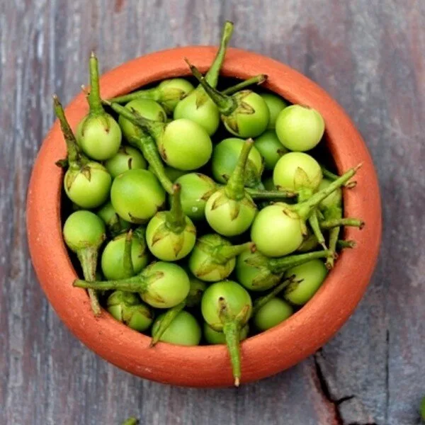 Aubergine sauvage (Solanum torvum) Graines