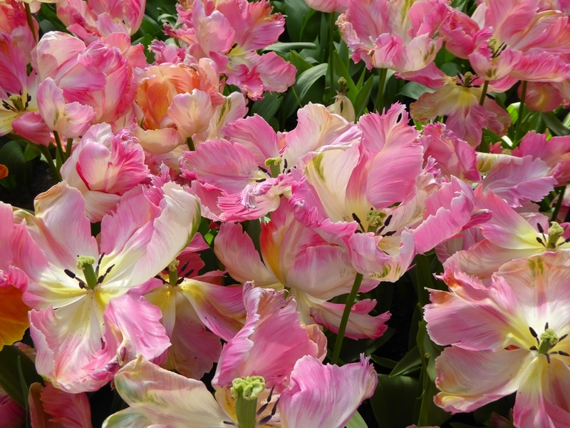 jardin_des-tulipes-hollande_keukenhof (4)