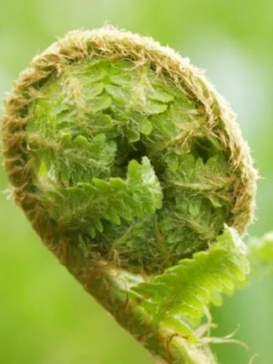 Fougère têtes de violon (Matteuccia struthiopteris) Plant