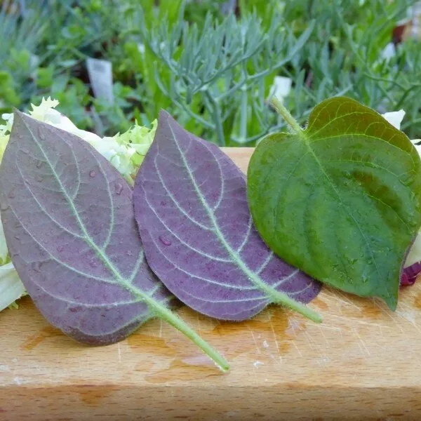 La Plante Fromage® Véritable (Plante comestible rare) Plant