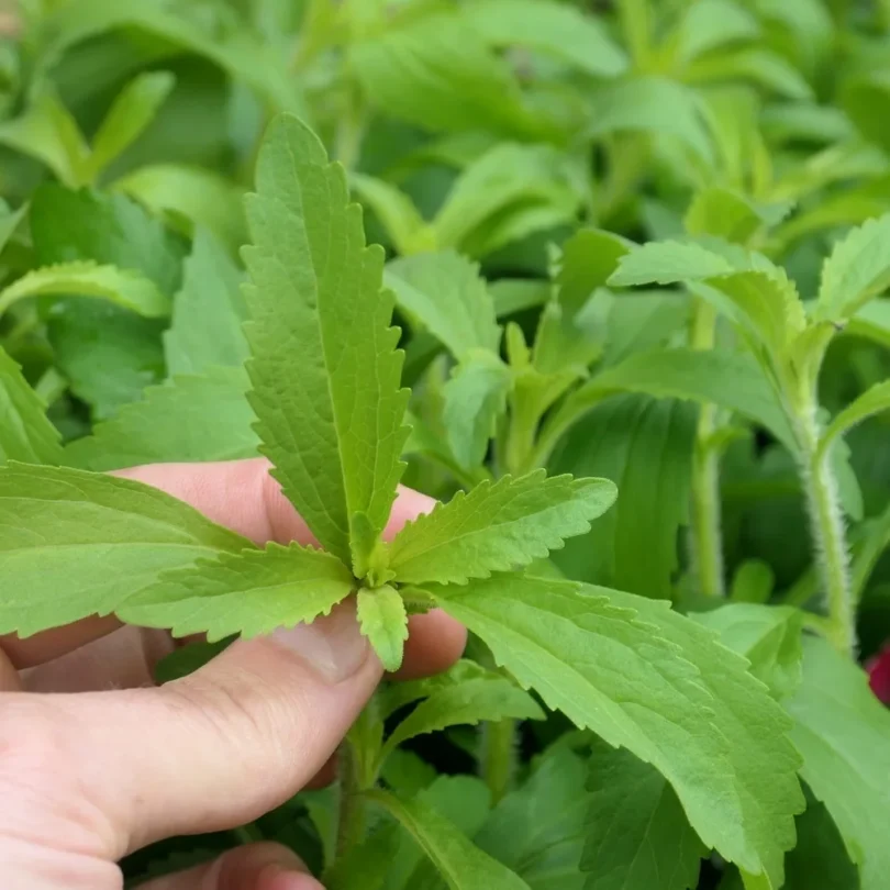 Stevia rebaudiana (Stevia) Plant