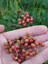 Poivrier de Sichuan (Zanthoxylum piperitum) Plant