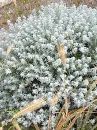 Germandrée tomenteuse à odeur de saucisson (Teucrium polium) Graines