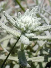 Germandrée tomenteuse à odeur de saucisson (Teucrium polium) Graines