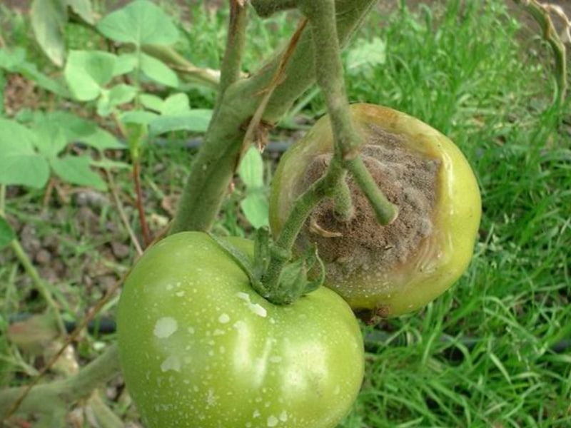 Botrytis tomate