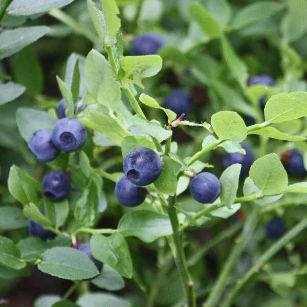 Myrtille Sauvage (Vaccinium myrtillus) Graines