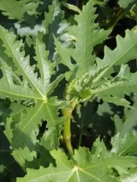 Figuier 'Ice Crystal' (Ficus carica) Plant