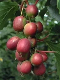 Kiwaï Ken's Red (Actinidia arguta, femelle) Plant