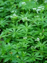 Aspérule odorante (Galium odoratum) Plant