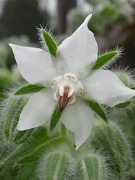 Bourrache blanche (Borago officinalis 'Bianca') Graines