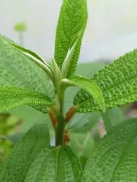 Debregeasia orientalis (Yanagi Ichigo) Plant