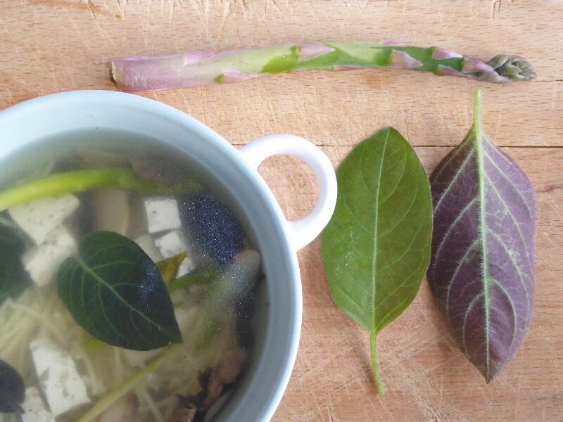 Soupe miso avec la plante fromage - Photo : alsagarden.live