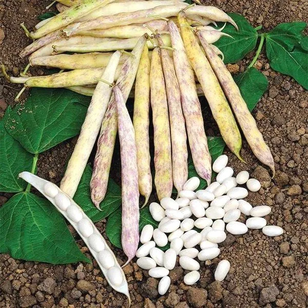 Haricot Coco de Paimpol 'Cocagne' (Variété régionale) Graines
