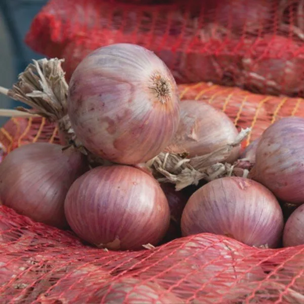 Oignon 'Rosé d'Armorique' (Variété régionale) Graines