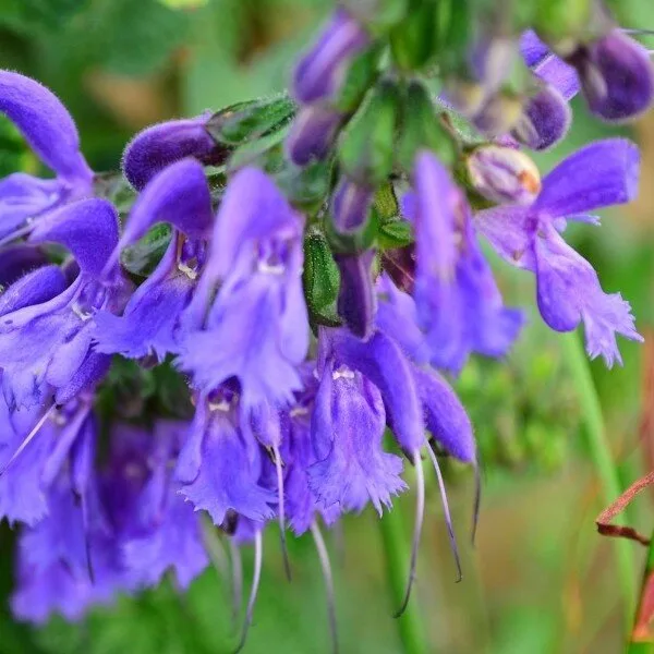 Salvia miltiorrhiza (Sauge chinoise, Danshen) Graines
