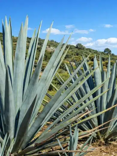 Agave bleu à Tequila (Agave tequilana) Plant