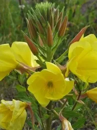 Le Jambon Végétal (Oenothera biennis) Graines