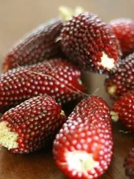 Maïs Fraise Popcorn (Variété originale) Graines