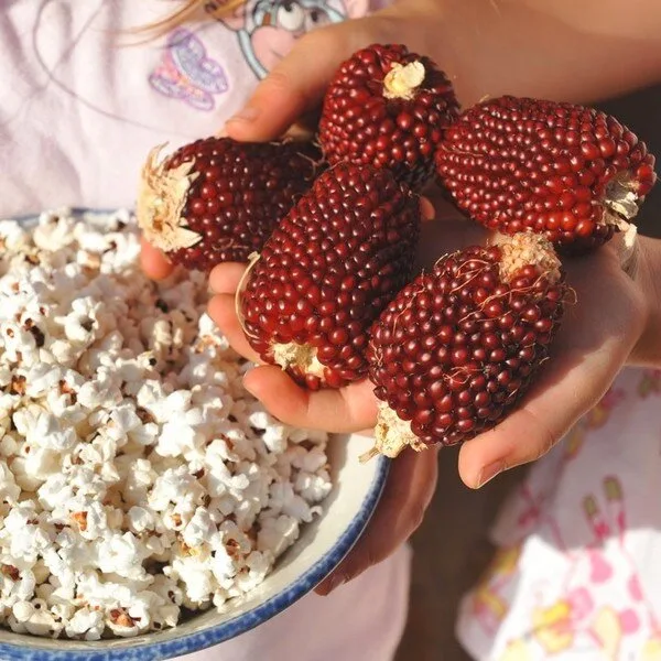 Maïs Fraise Popcorn (Variété originale) Graines