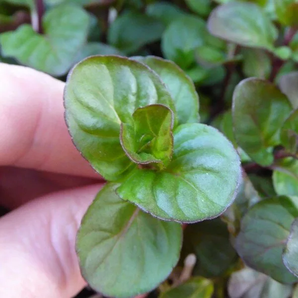 Menthe orange (Saveurs agrumes) Plant