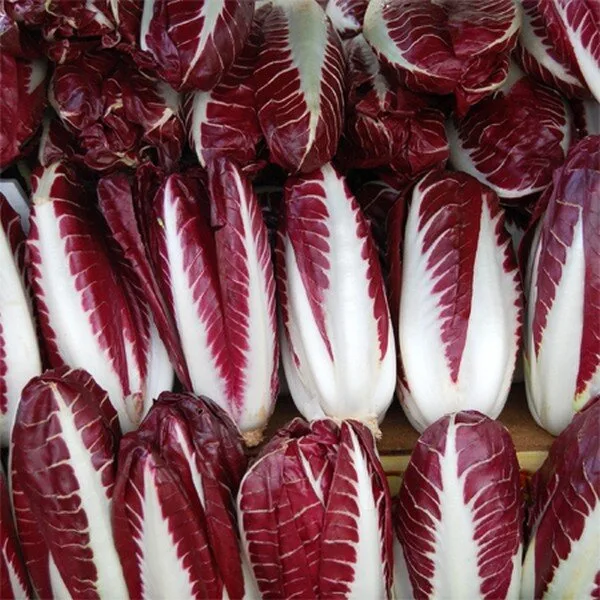 Chicorée 'Trevise Rouge' (Variété italienne) Graines