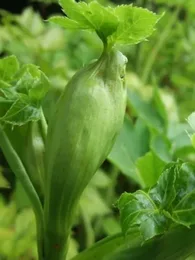 Ashitaba (Angelica keiskei) Plant