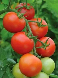 Tomate cerise 'Délice du Jardinier' (Variété précoce et productive) Graines