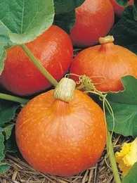 Potimarron 'Uchiki Kuri' (Variété japonaise) Graines